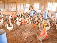 Newcastle Disease Vaccine for Chickens — Foto 5
