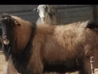 Carnero, Edilbay sheep — foto 2
