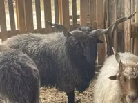 Carnero, Racka sheep — foto 1