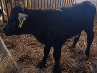 Vaca, Vaca Limousin — foto 3