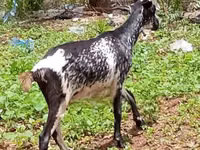 ماعز (دفعة، الجنس غير محدد), Nubian Goat — الصورة 5