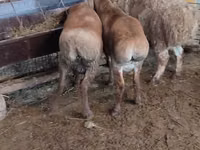 Sheep, West-Siberian mutton sheep — photo 2