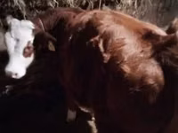Vaca, Vaca Limousin — foto 3