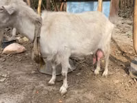 Goat, Fergana goat — photo 3