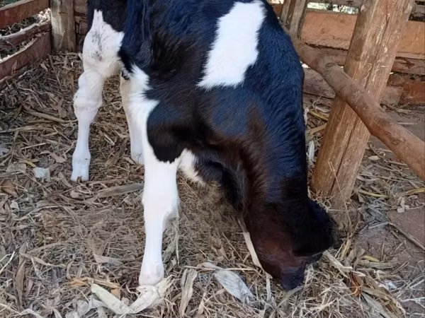 Cattle (batch, sex not specified), Cattle
