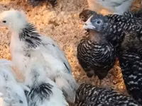 Chickens — Foto 1