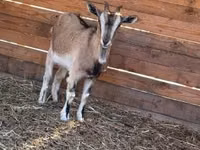 Ziege, West African dwarf goats — Foto 4