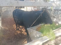 Toro, Ganado vacuno — foto 2