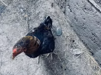 डर्बीशायर रेडकैप — फ़ोटो 3