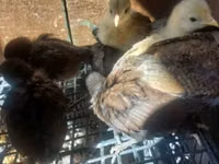 Chickens — 照片 6