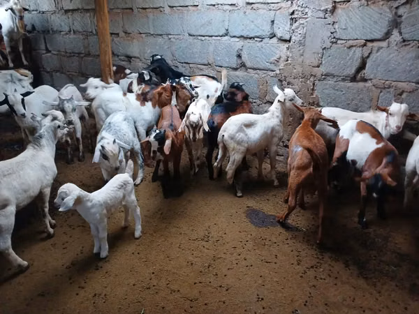 山羊（批次，未指定性别）, Goats