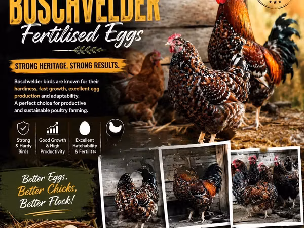 Chickens — Kenia