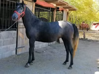 Mare, Horses — photo 2