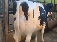 母牛, Holstein breed — 照片 2