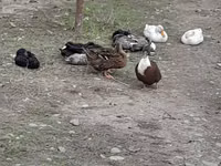 Ducks — photo 1