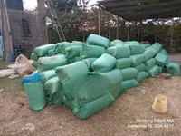 Bhoma Rhodes Hay & Seeds, Lucerne Hay & Seeds, Baled Full Corn Silage — Foto 5