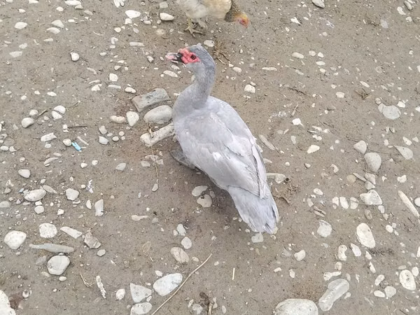Ducks