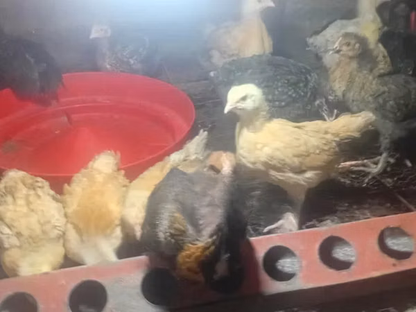 Chickens — Kenia