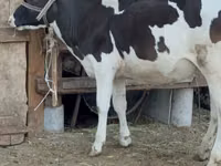 Kuh, Holstein-Rasse — Foto 2