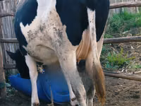 Cow, Holstein breed — photo 5