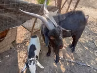 公山羊, Nubian Goat — 照片 2