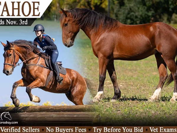 Horse (M), Percheron