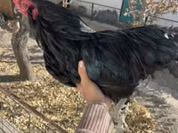 Ameraucana — Foto 3