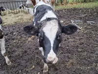 Bovinos (lote, sexo no especificado), Ganado vacuno — foto 4
