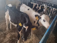ثور, Russian Black pied cattle — الصورة 3