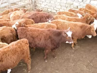Vaca, Raza Kalmyk — foto 1