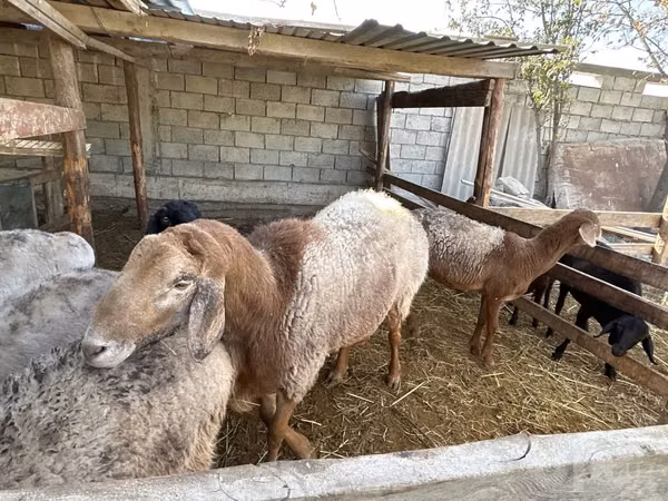 كبش, Arashan sheep