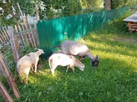 Goat, Kejobong goat — photo 3