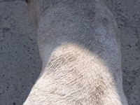मेढ़ा, Ordabasy sheep — फ़ोटो 4