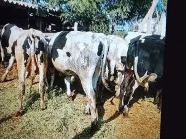 Toro, Russian Black pied cattle