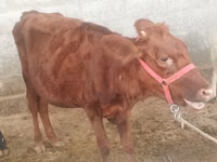 Cow, Red Estonian cattle — photo 1