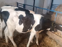 Vaca, Russian Black pied cattle — foto 8