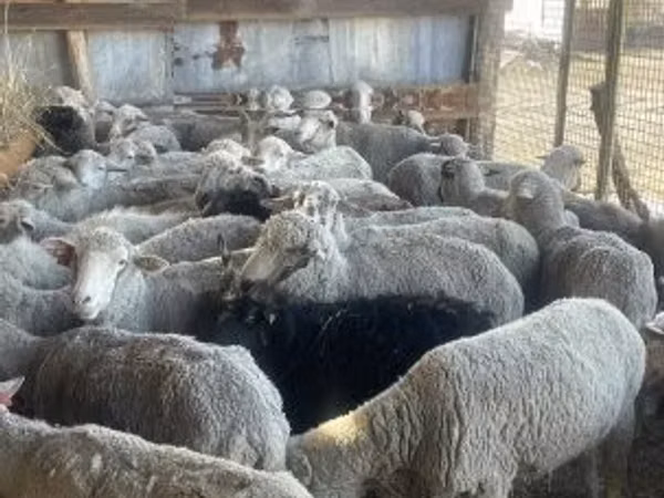 Oveja, Ovejas