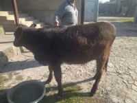 Kuh, Swiss cattle — Foto 1