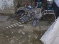 Hausente — Foto 1