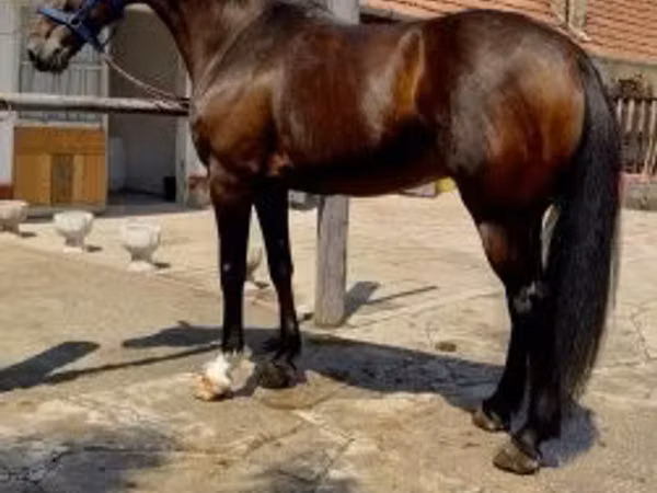 Caballos (lote, sexo no especificado), Caballos