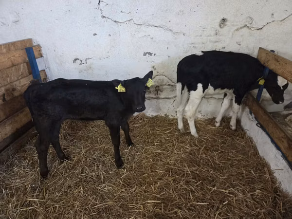 Cow, Russian Black pied cattle