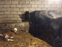 गाय, Simmental cattle — फ़ोटो 1