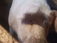 Boar — photo 1