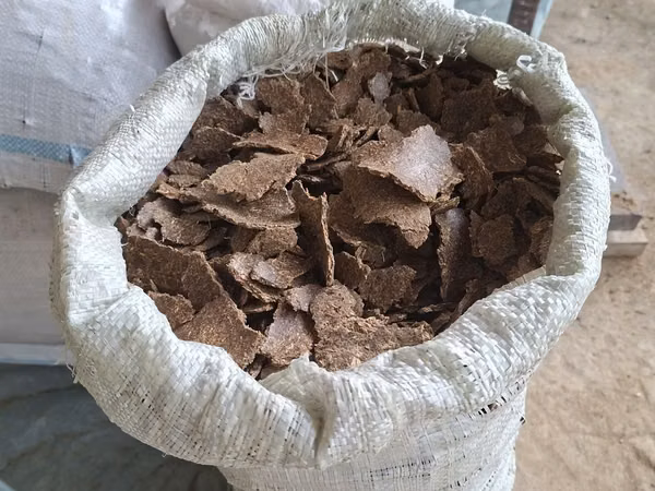 Семичка кунжола с