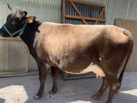 Cow, Holstein breed — photo 1