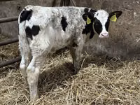 Toro, Ganado vacuno — foto 1