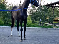 Hengst, Akhal-Teke — Foto 4