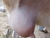 母山羊, Saanen goat — 照片 1