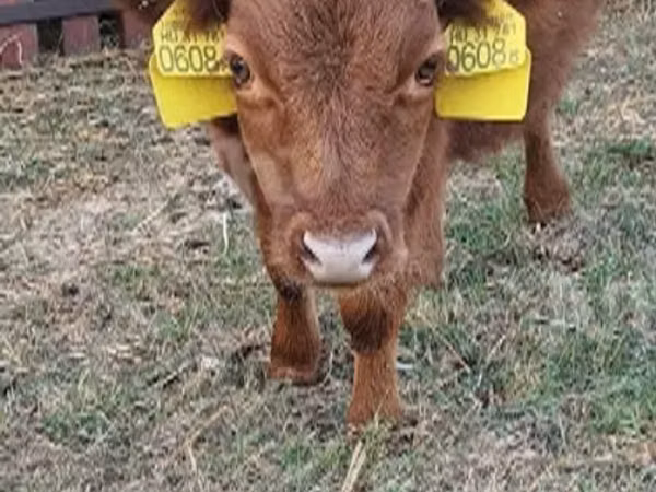Bull, Dexter