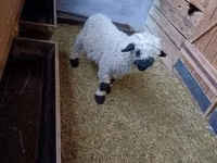 公羊, Valais Blacknose sheep — 照片 3